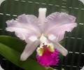 Cattleya Suavior Aquinii